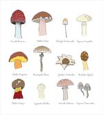 Blusher Boletus Sketch