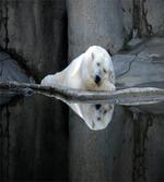 Sleeping Calm Zoo Animal