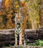 Tiger in Forest
