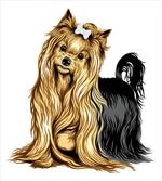 Long Haired Domestic Pet