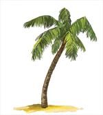 Cartoon Palm Trees