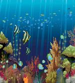 Coral Reef Fishes