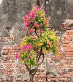 Flourishing Tree Wall