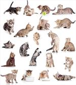 Funny Playful Cats Image