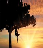 Sunset View Exotic Fauna
