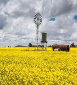 Canola Meadow Stormy