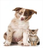 Border Collie Puppy