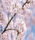 Floral Cherry Branches