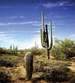 Cactus Spined Leaves