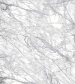 Fracture Lines and Veins