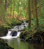 Forest over Mossy Rocks