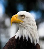 Freedom United States