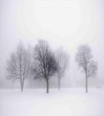 Misty Winter Scenery