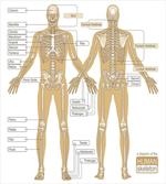Human Skeleton System artwork