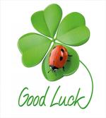 Clover Ladybug