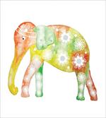 Elephant Daisy Flower