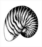 Vintage Sea Shell