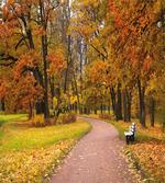 Idyllic Rural Park Woods