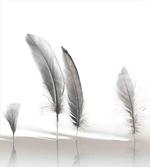 Delictae Plumes Design