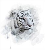White Tiger Portrait
