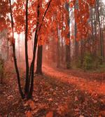Misty Forest Leaves Orange