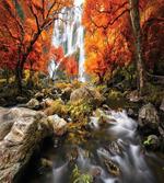 Autumn River Stream on Rocks