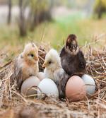 Little Chickens in Hay Eggs