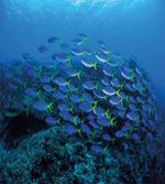 Shoal Reef Ocean artwork