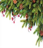 Tree Branches Cones artwork