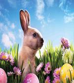 Eggs and Fluffy Bunny