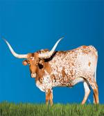 Female Cow and Open Sky artwork