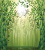 Bamboo Trees in Forest