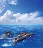 Jumping Dolphins in Sky