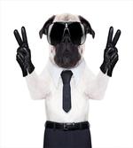 Looking Dog Glasses
