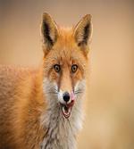 Hungry Young Coyote on Blurred