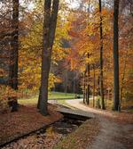 Gloomy Day Forest Path