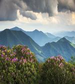 Mountain Peaks Azalea