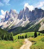 Pathway to Forest Alps