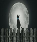 Cat Looking at the Moon