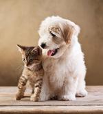 Kitten and Dog Friends