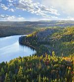 Fall Forest Panoramic