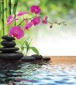 Bamboo Tree Orchid Stones