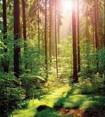 Sunset Moss Woods Trees