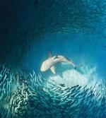 Animals Teal Wildlife