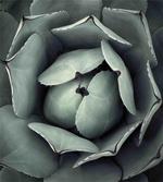 Flourishing Grey Cactus