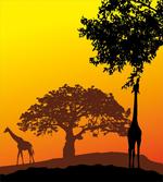 Giraffe Savannah Desert