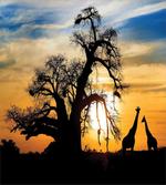 Giraffes Baobab Tree
