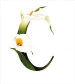 Calla Lilly Flower