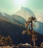Misty Morning Yosemite