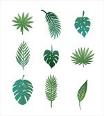 Tropical Tree Foliage